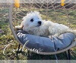 Small Photo #32 Havachon Puppy For Sale in NIANGUA, MO, USA