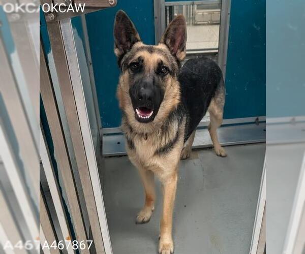 Medium Photo #1 German Shepherd Dog-Unknown Mix Puppy For Sale in Oklahoma City, OK, USA