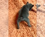 Small Photo #5 French Bulldog Puppy For Sale in RESACA, GA, USA