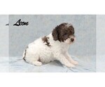 Puppy Leon Poodle (Miniature)