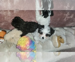 Chihuahua-Maltipoo Mix Dog for Adoption in BRONX, New York USA
