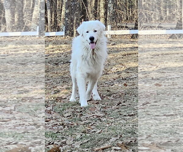 Medium Photo #5 Great Pyrenees Puppy For Sale in Croydon, NH, USA