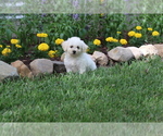 Small Photo #39 Bichon Frise Puppy For Sale in HUMBOLDT, IL, USA