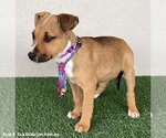 Small #1 Black Mouth Cur Mix