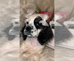 Small #2 Cocker Spaniel