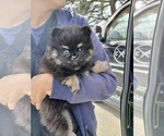 Puppy Puppy 1 Pomeranian