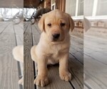 Small Photo #2 Labrador Retriever Puppy For Sale in HARRISON, AR, USA