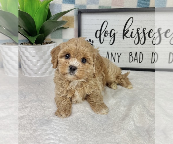 Medium Photo #4 Cavapoo (Miniature) Puppy For Sale in FRANKLIN, IN, USA