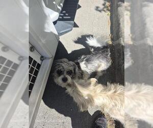 Mutt Dogs for adoption in San Antonio, TX, USA