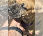 Puppy Purple girl Great Dane