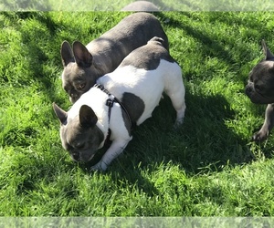 Mother of the French Bulldog puppies born on 01/10/2022