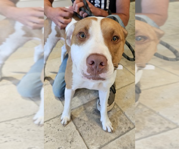 Medium Photo #2 American Pit Bull Terrier-Unknown Mix Puppy For Sale in Evansville, IN, USA
