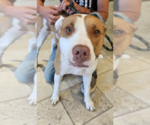 Small #1 American Pit Bull Terrier Mix