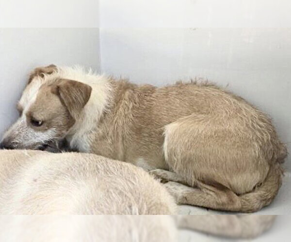 Medium Photo #1 Parson Russell Terrier-Unknown Mix Puppy For Sale in Houston, TX, USA