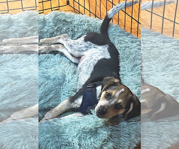 Medium Photo #3 Beagle Puppy For Sale in Dunnellon, FL, USA