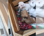 Small Photo #14 American Bandogge Puppy For Sale in TOMBALL, TX, USA