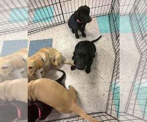 Labrador Retriever-Unknown Mix Dogs for adoption in Palatine/Kildeer/Buffalo grove, IL, USA