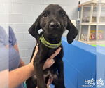 Small Labrador Retriever-Retriever Mix
