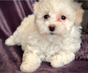 Poodle (Miniature) Puppy for sale in WOODSTOCK, CT, USA