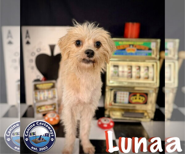 Medium Photo #6 Chihuahua-Norfolk Terrier Mix Puppy For Sale in Arcadia, FL, USA