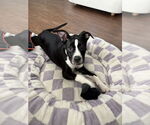 Small #2 American Pit Bull Terrier-Labrador Retriever Mix