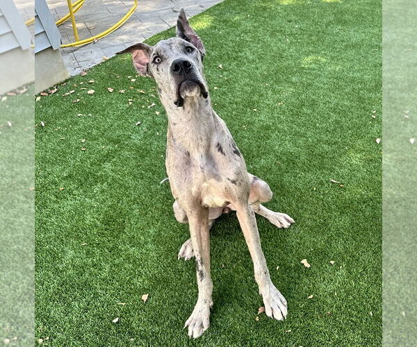 Medium Photo #1 Great Dane Puppy For Sale in Newfield, NJ, USA