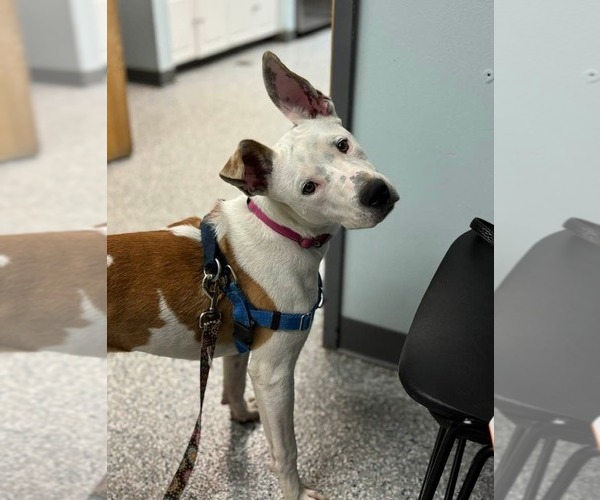 Medium Photo #8 Mutt Puppy For Sale in Sayreville, NJ, NJ, USA