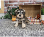 Small #4 Schnauzer (Miniature)