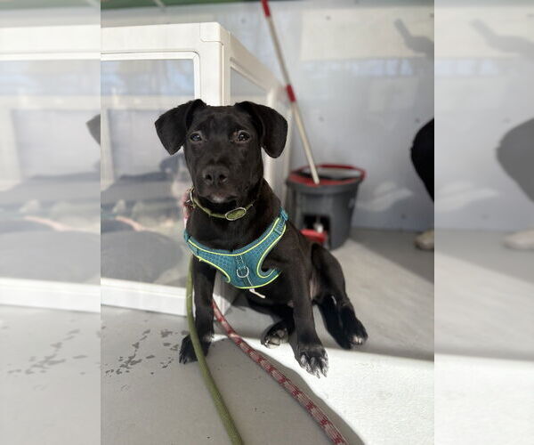 Medium Photo #2 Italian Greyhound-Labrador Retriever Mix Puppy For Sale in Studio City, CA, USA