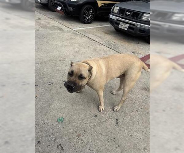 Medium Photo #1 Mutt Puppy For Sale in Houston, TX, USA