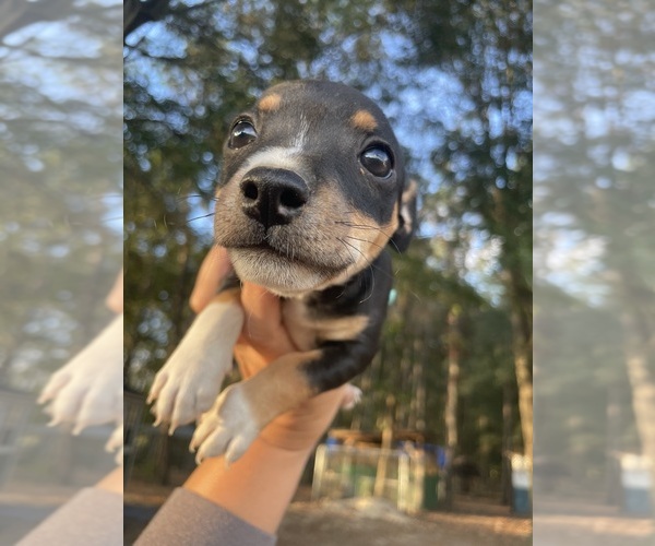 Medium Photo #2 Rat Terrier Puppy For Sale in WHITAKERS, NC, USA