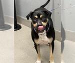 Small Rottweiler Mix