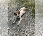 Small #2 Jack Russell Terrier Mix