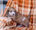 Small #3 Dachshund