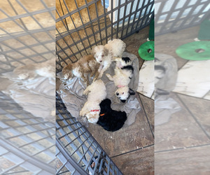 Poodle (Toy) Puppy for sale in MARRERO, LA, USA