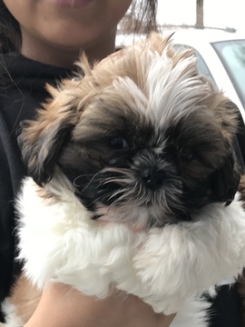 Medium Photo #1 Shih Tzu Puppy For Sale in CHICO, CA, USA