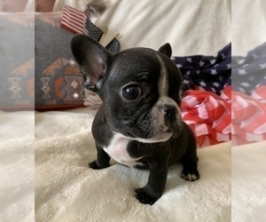 French Bulldog Puppy for sale in JOHNS ISLAND, SC, USA