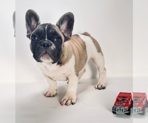 French Bulldog Puppy for sale in HUDSON, CO, USA