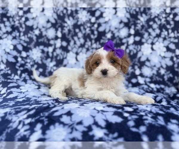 Medium Photo #3 Cavapoo (Miniature) Puppy For Sale in LAKELAND, FL, USA