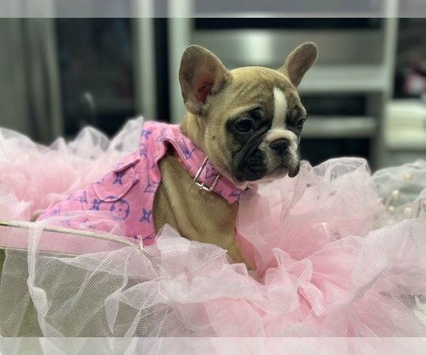 Medium Photo #2 French Bulldog Puppy For Sale in VICTORVILLE, CA, USA