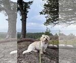 Small #7 Coton de Tulear Mix
