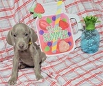 Small #9 Weimaraner