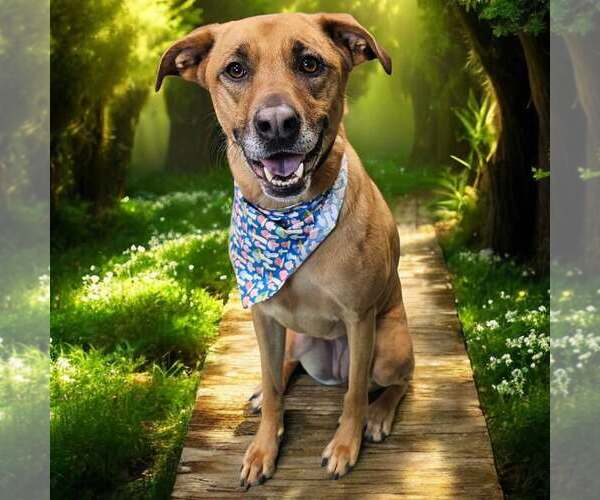 Medium Photo #3 Mutt Puppy For Sale in Fargo, ND, USA