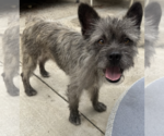 Small #1 Cairn Terrier Mix