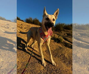 Ella - located in CA - Female Mutt Dog for Adoption - Photo #5