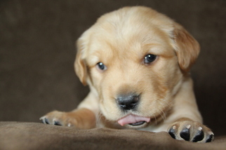 Golden Retriever Puppy for sale in BLOOMER, WI, USA