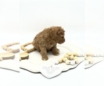 Small #5 Poodle (Toy)