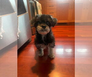 Poodle (Miniature)-Unknown Mix Dogs for adoption in St. Cloud, MN, USA