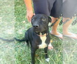 Small Photo #6 Mountain Cur-Unknown Mix Puppy For Sale in San Diego, CA, USA