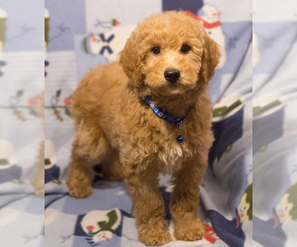 Medium Photo #2 Goldendoodle Puppy For Sale in MILWAUKEE, WI, USA